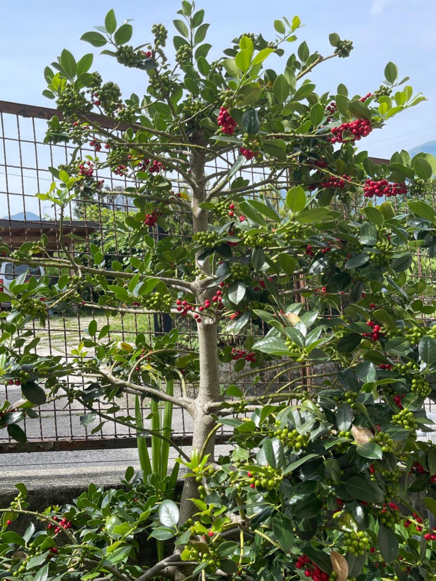 Villa Rosi 列尔纳 外观 照片