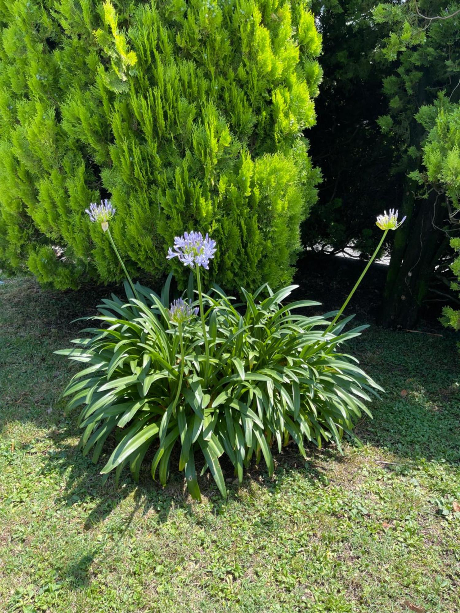 Villa Rosi 列尔纳 外观 照片